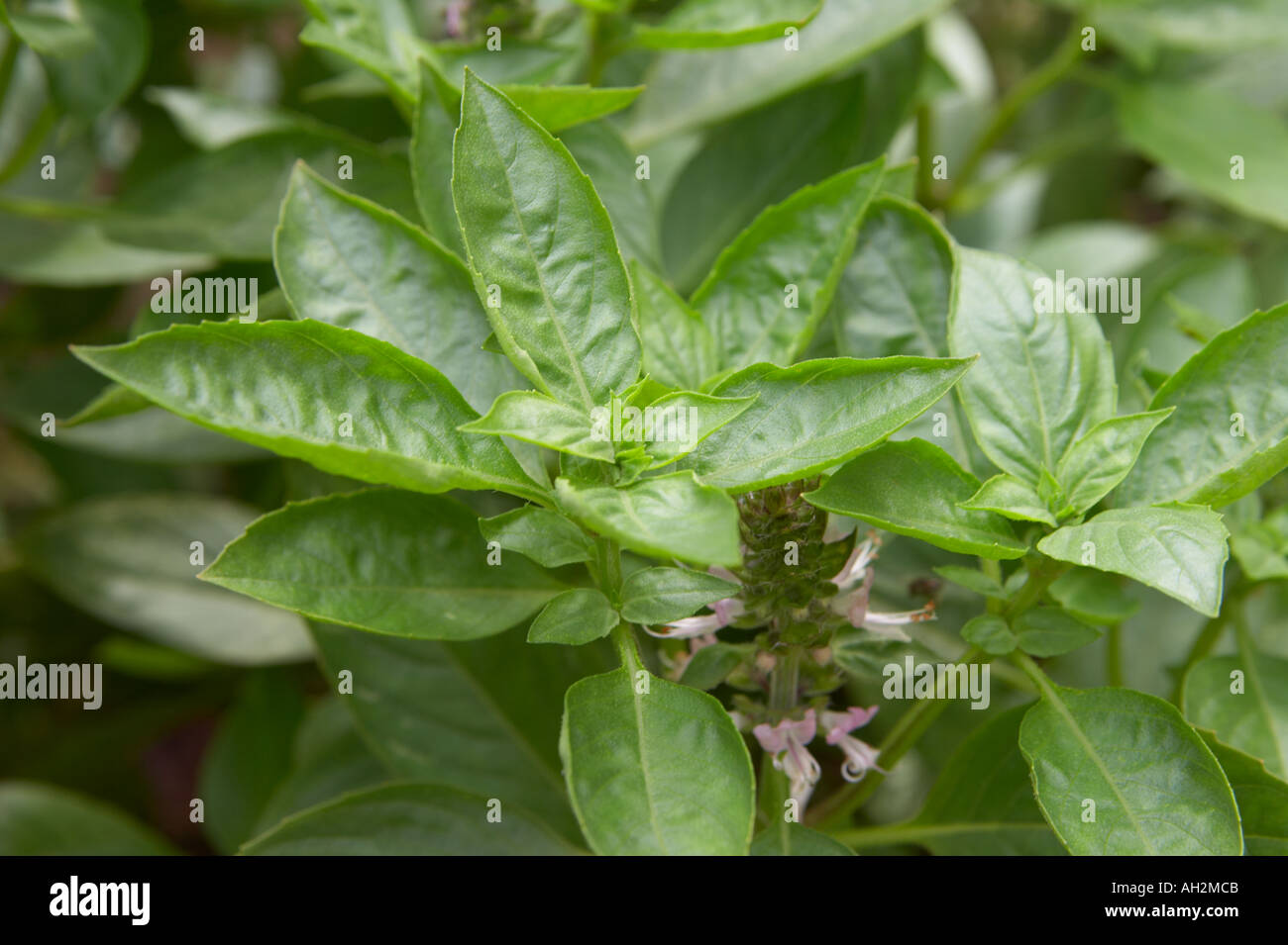 Primo piano di foglie di basilico. Foto Stock