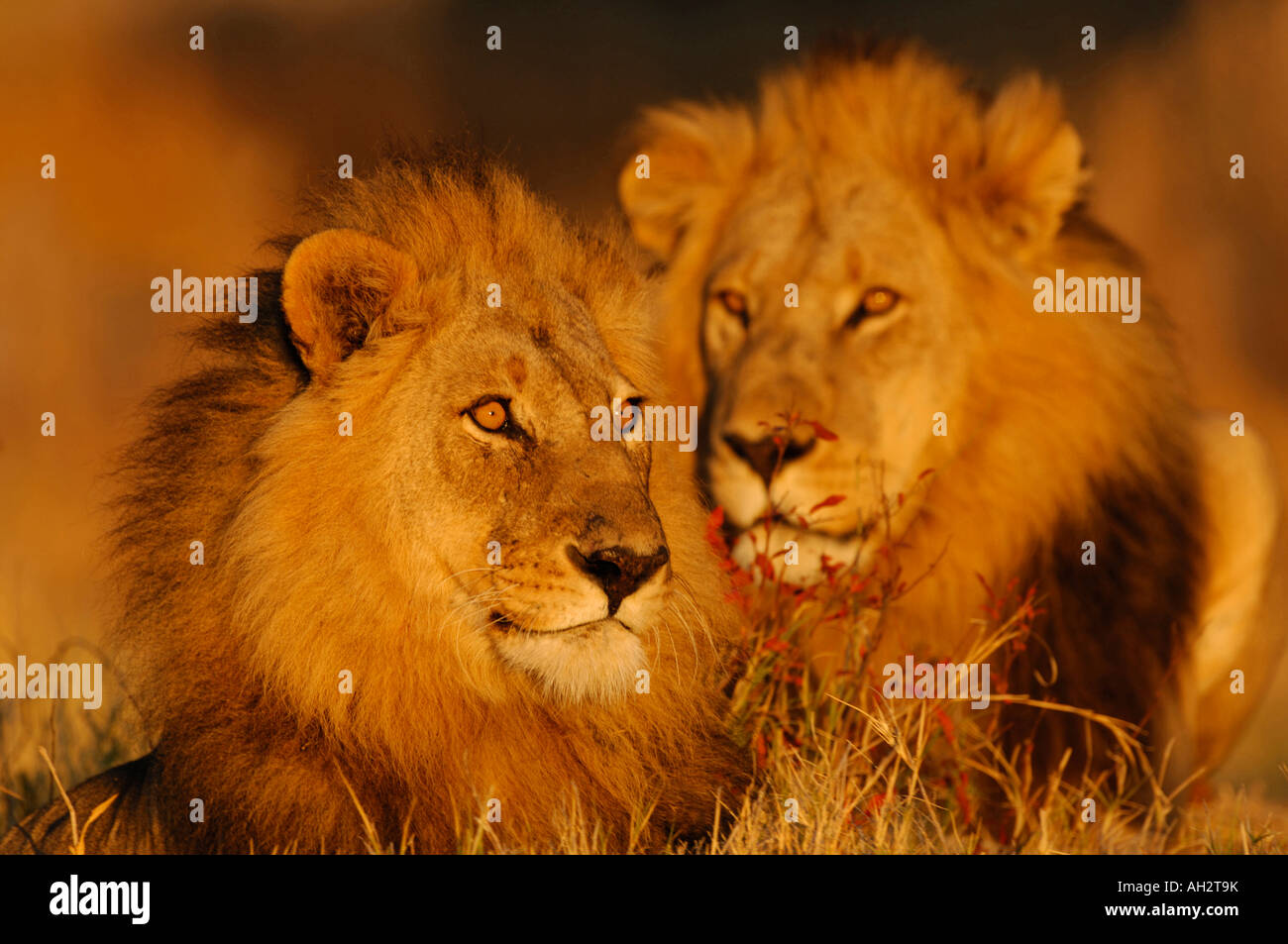 Foto di stock di due maschio leoni africani (Panthera Leo) a sunrise. Foto Stock