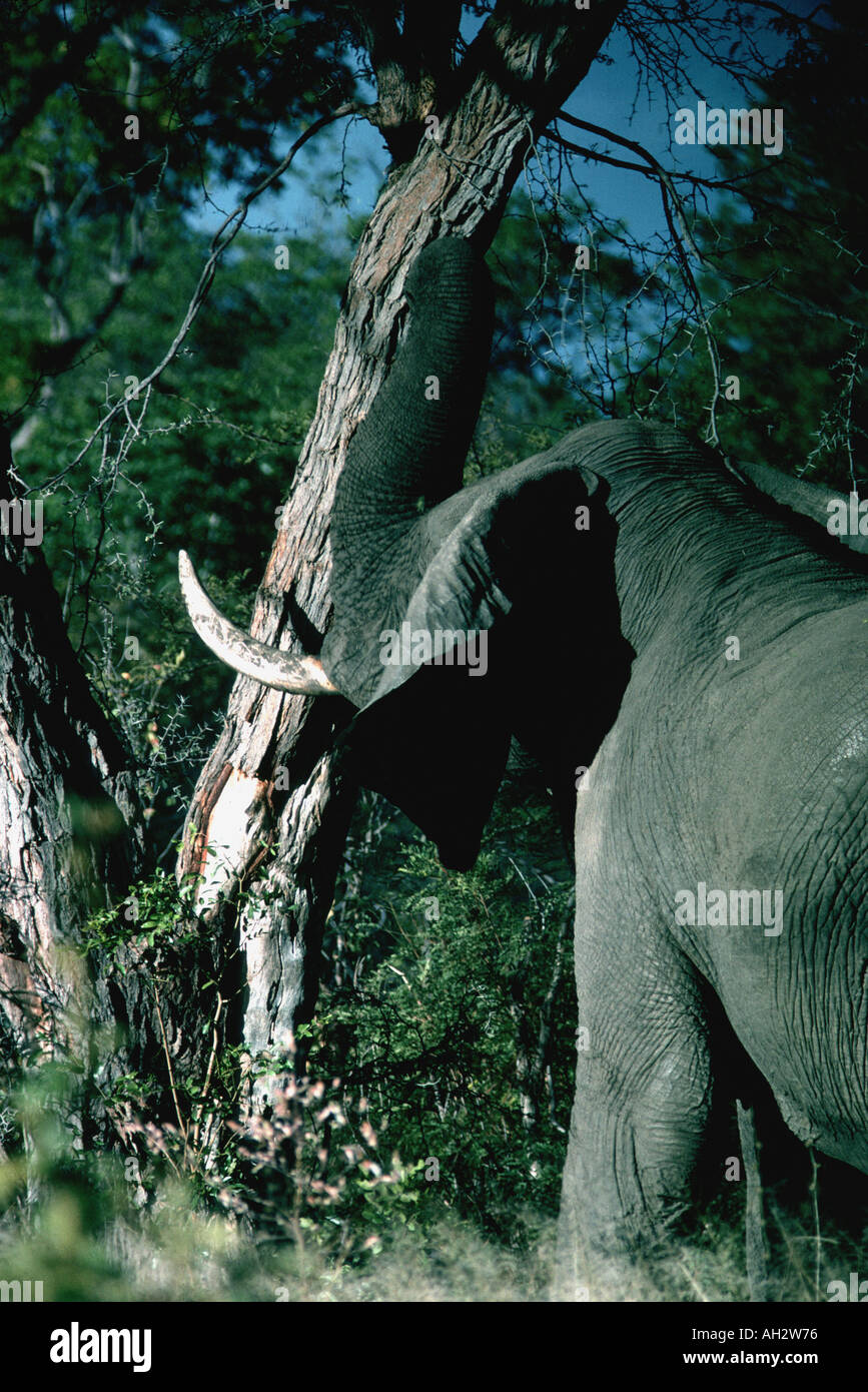 Bull seme di scuotimento pods giù, Loxodonta africana Foto Stock
