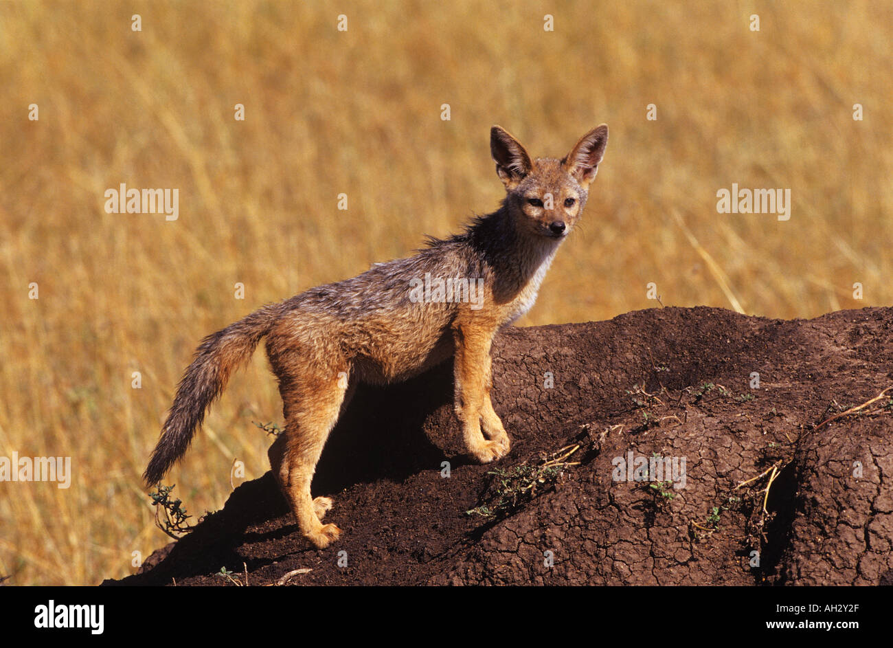 Nero-backed Jackal cub / Canis mesomelas Foto Stock