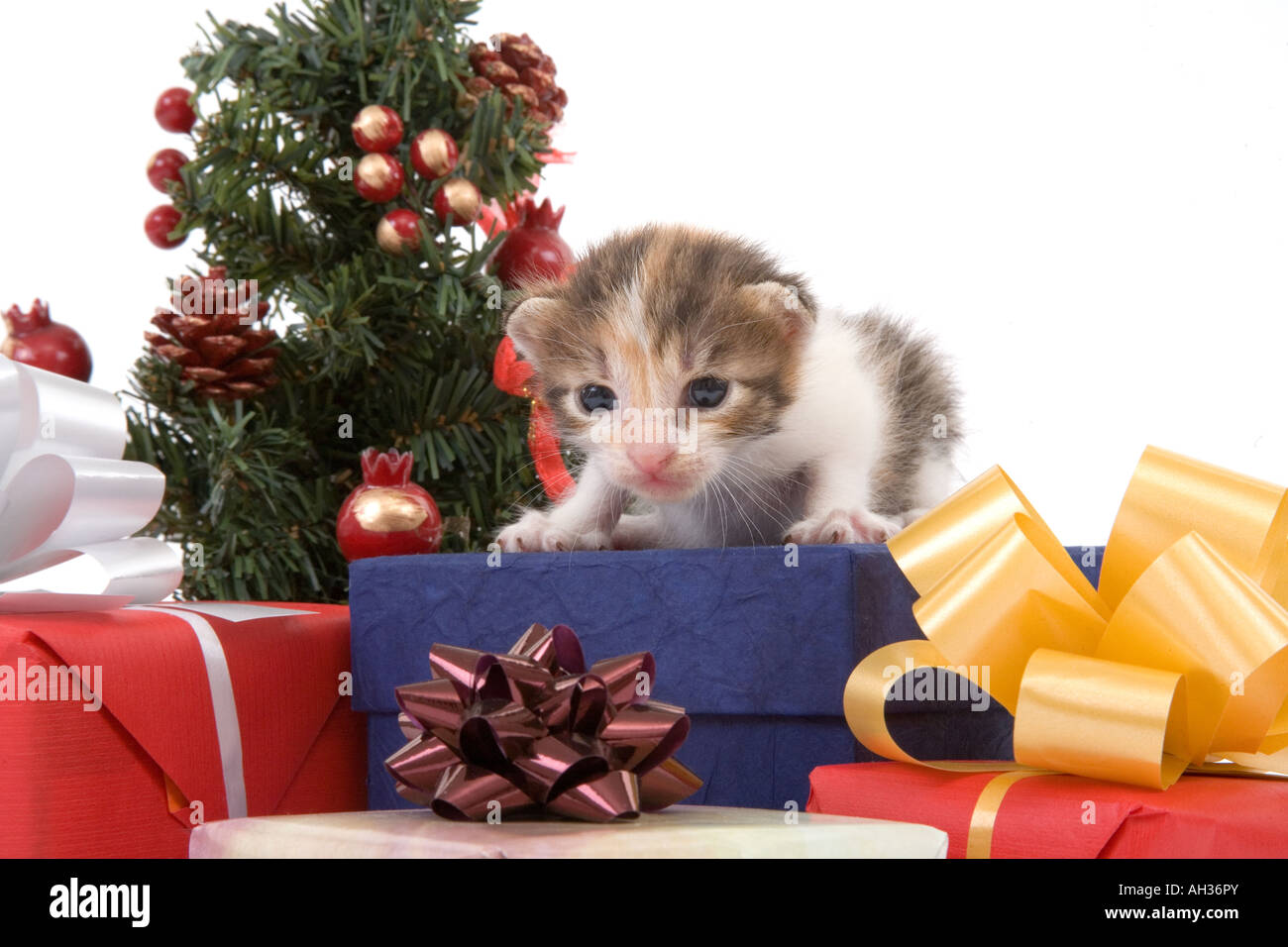 3 settimane striped gattino e un albero di Natale e qualche confezione regalo Foto Stock