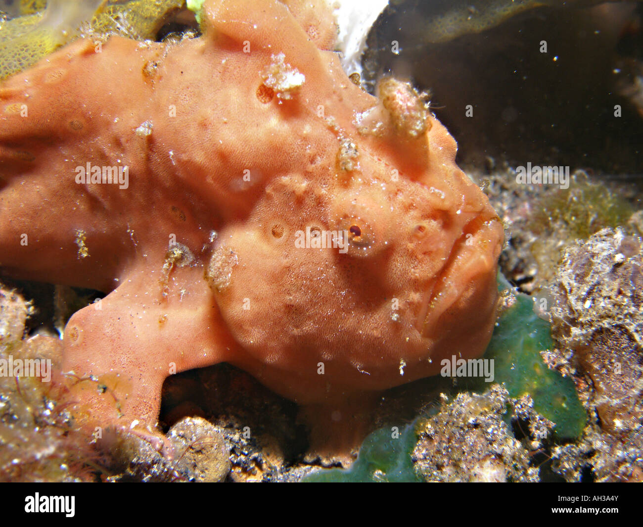 Rana pescatrice dipinta/rana pescatrice (Antennarius pictus) Lembeh Starit, Nord Sulawesi, Indonesia Foto Stock