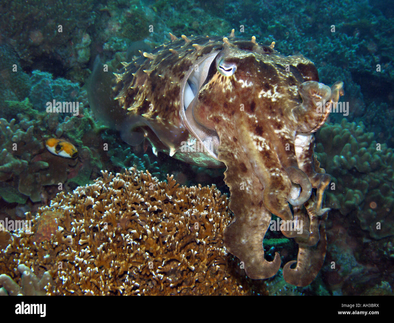 Broadclub Le Seppie Sepia latimanus Foto Stock