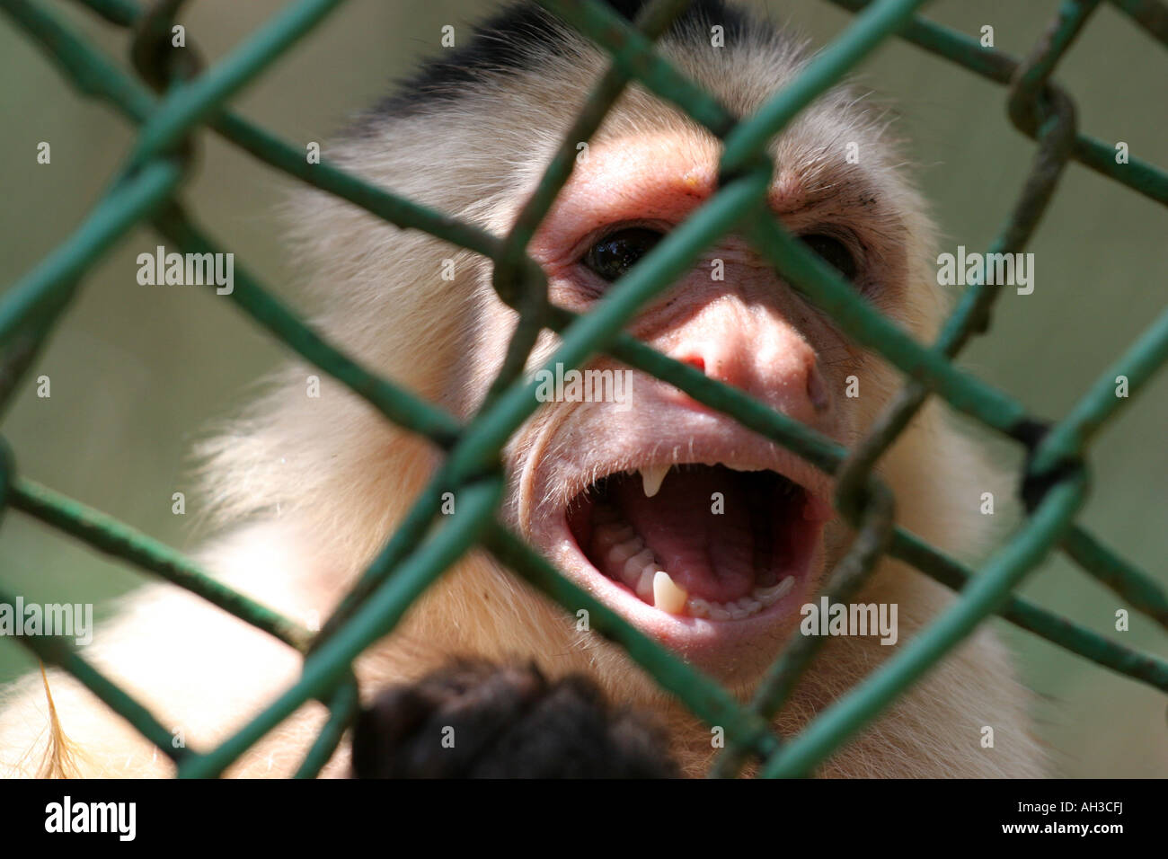 Urlando spider monkey su una gabbia dopo essere stato salvato da commercianti illegali Foto Stock