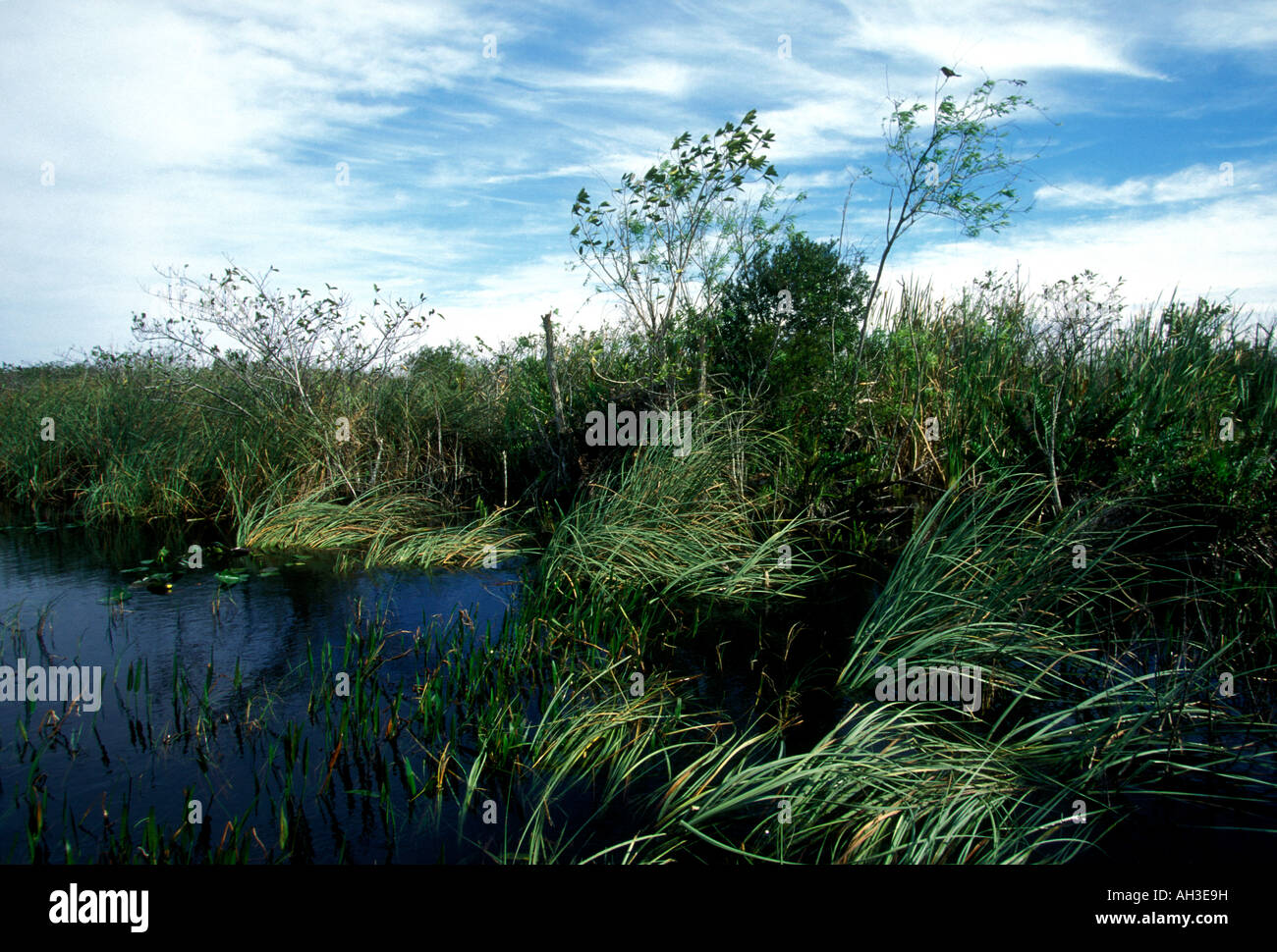 Everglades, Coopertown, Florida, Stati Uniti, America del Nord Foto Stock