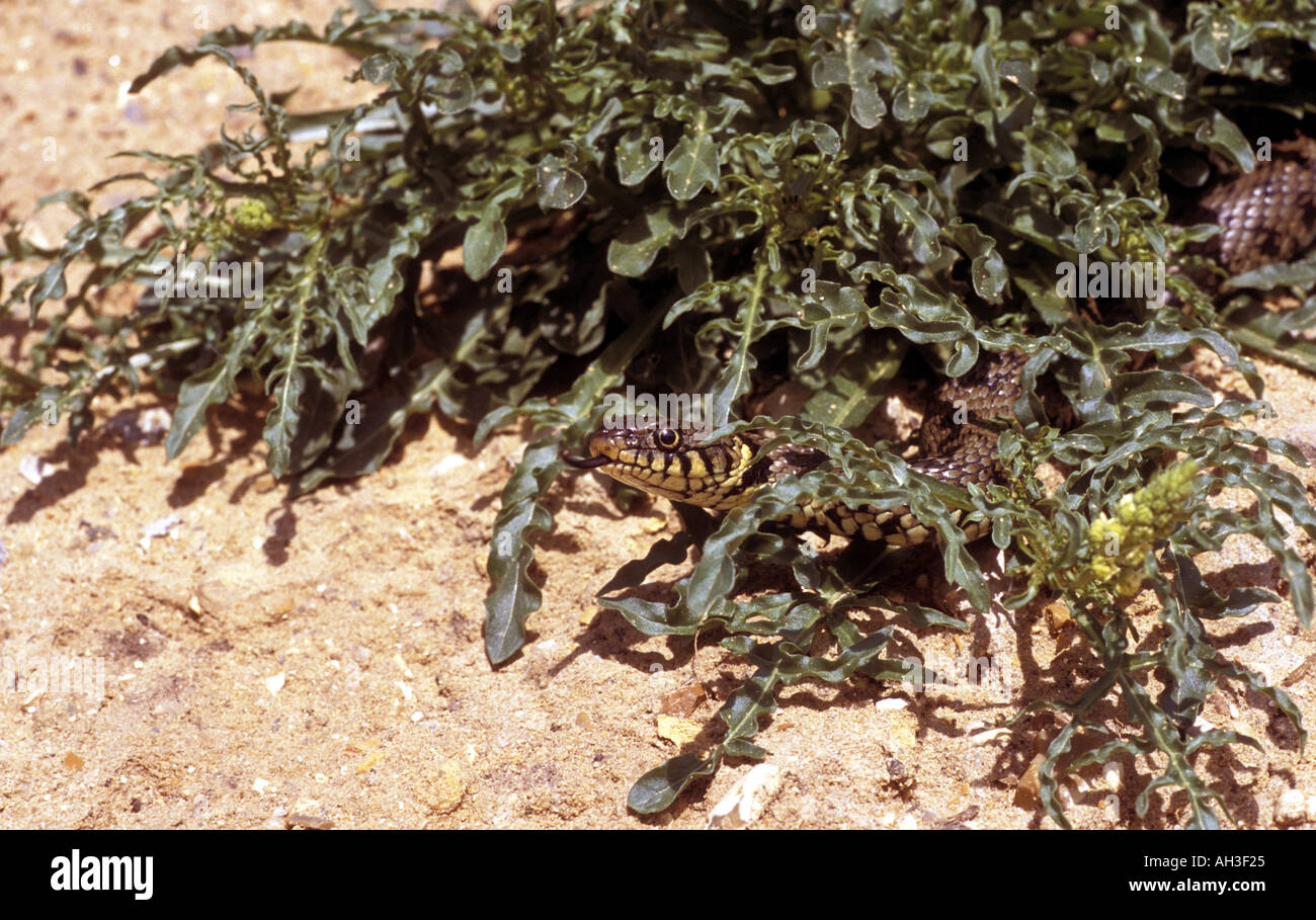 Biscia Natrix natrix emergenti da sottobosco Lackford Laghi Suffolk Foto Stock