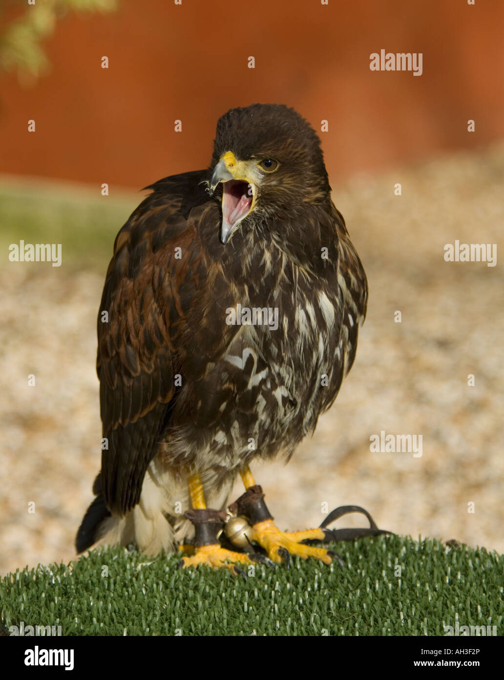 I capretti Harris Hawk Parabuteo unicinctus Foto Stock