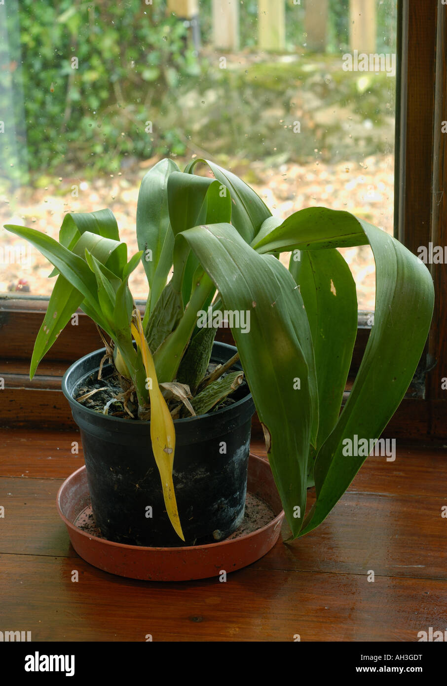 Pianta di casa orchid in cattive condizioni asciutte e polverose debole Foto Stock