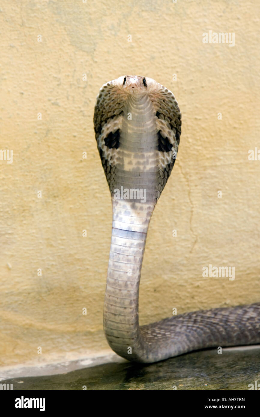 Indian Spectacled Cobra Foto Stock