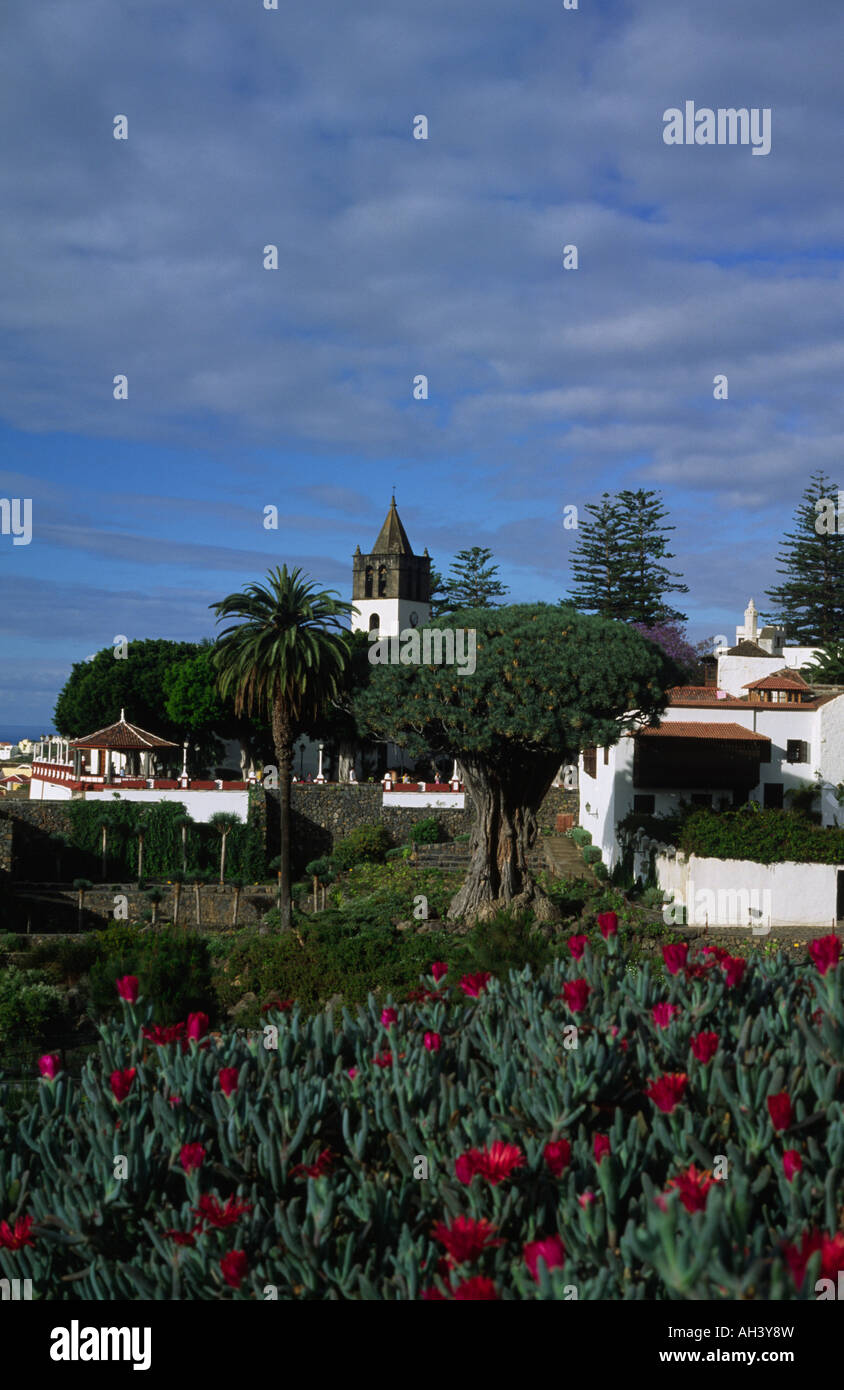 Dragon Tree in Icod de los Vinos Tenerife Canarie Spagna Foto Stock