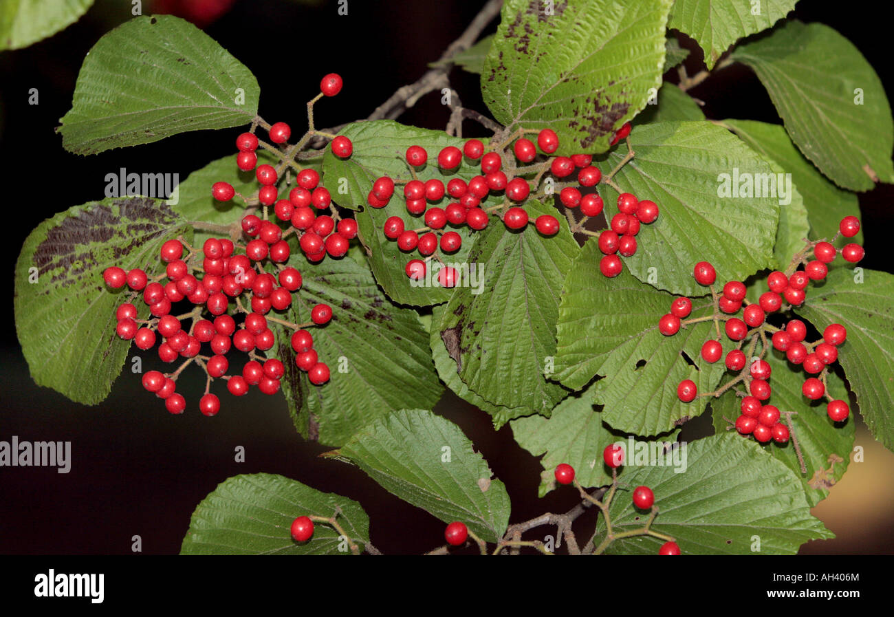 Una massa di autunno berrys su un tè viburnum tree. Foto Stock