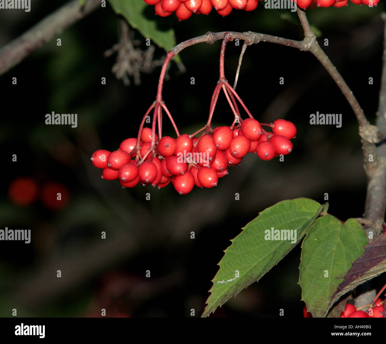 Autunno berrys su un tè viburnum bush. Foto Stock