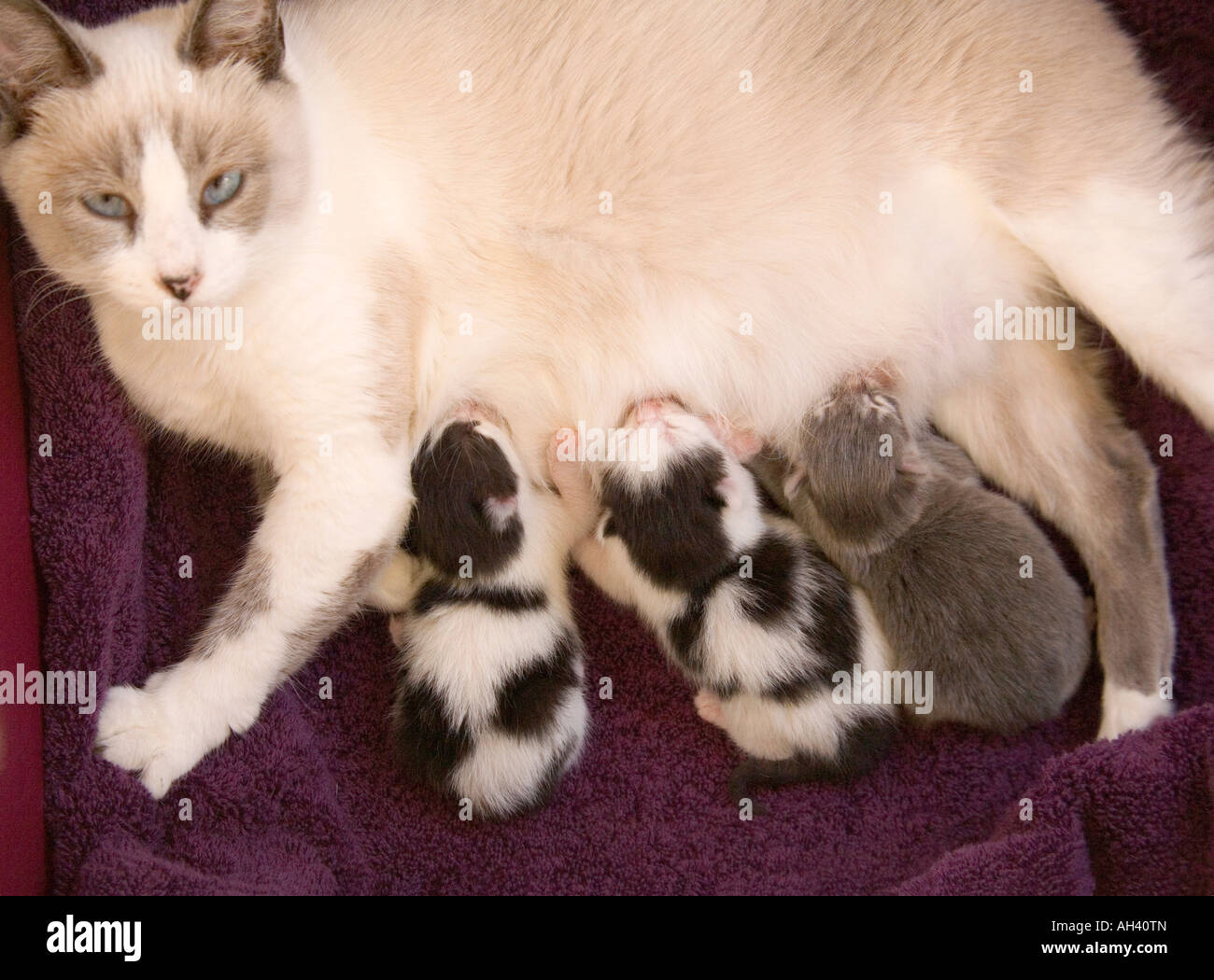 Una madre gatto teneramente infermieri i suoi tre i gattini appena nati. Lei e due dei suoi cuccioli sono Manx, avente senza code. Foto Stock