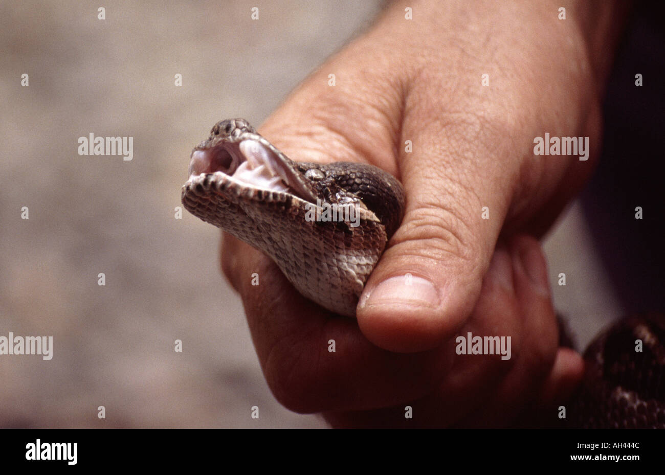 Python tenuto in una mano Foto Stock
