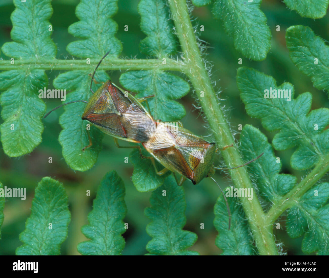 "Hawthorn shield bugs' (Acanthosoma haemorrhoidale) coniugata su una felce. Foto Stock