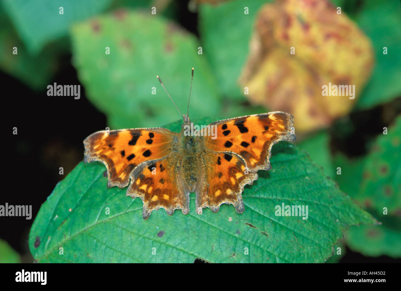 Virgola butterfly (Polygonia c album) Foto Stock