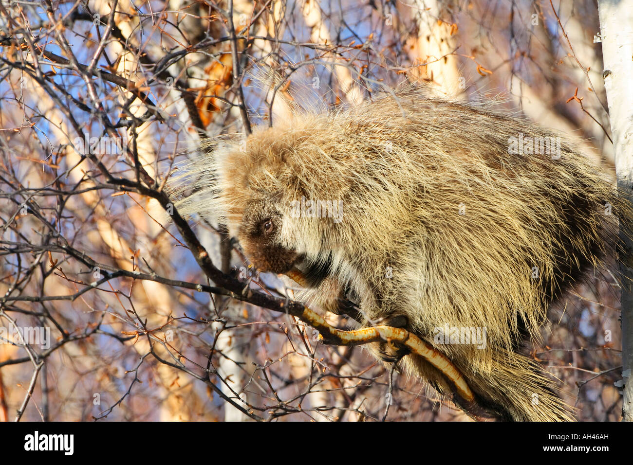 North American Porcupine in una struttura ad albero Foto Stock