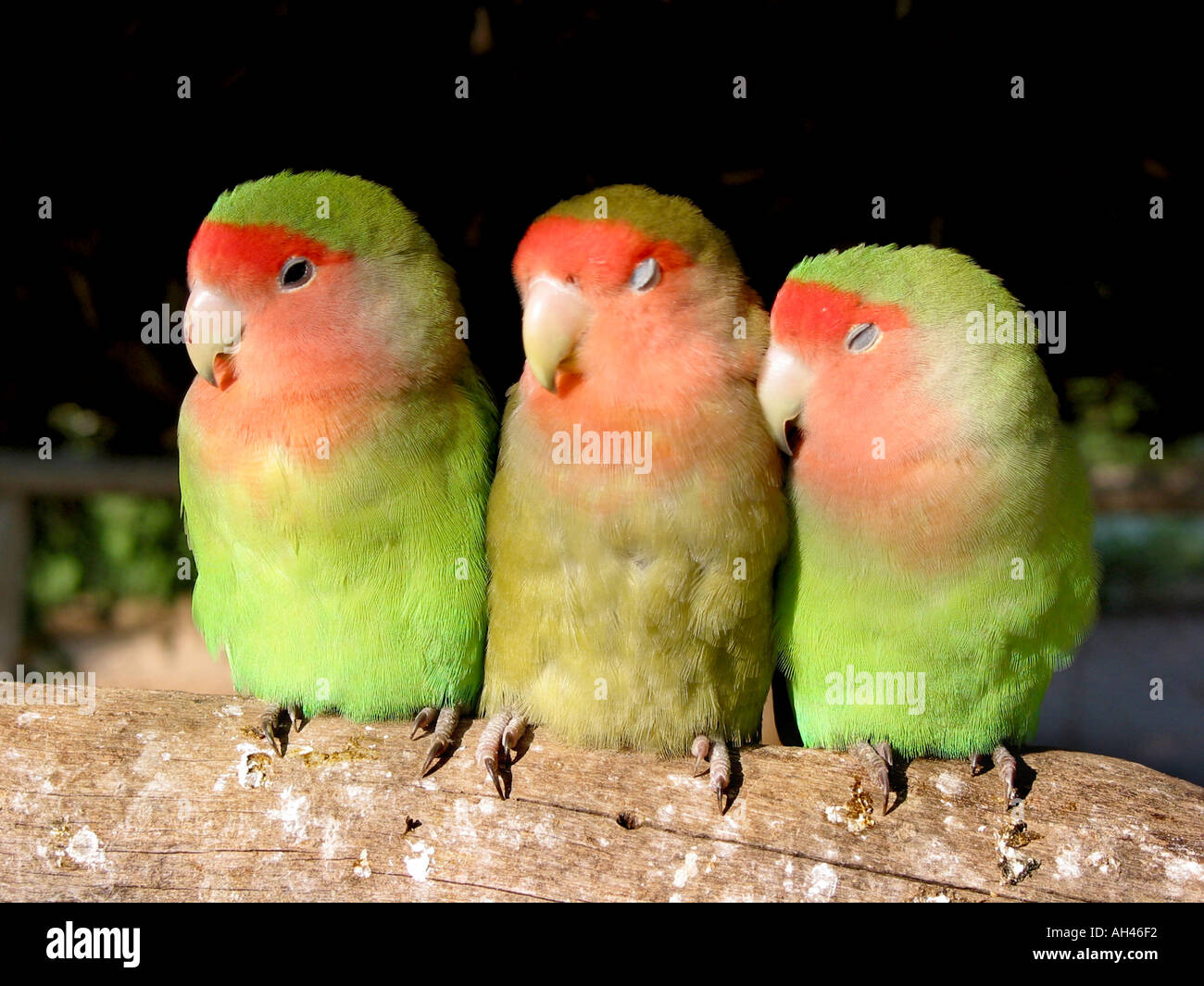 Tre uccelli su un ramo digitali ad alta risoluzione di immagine della fotocamera Foto Stock