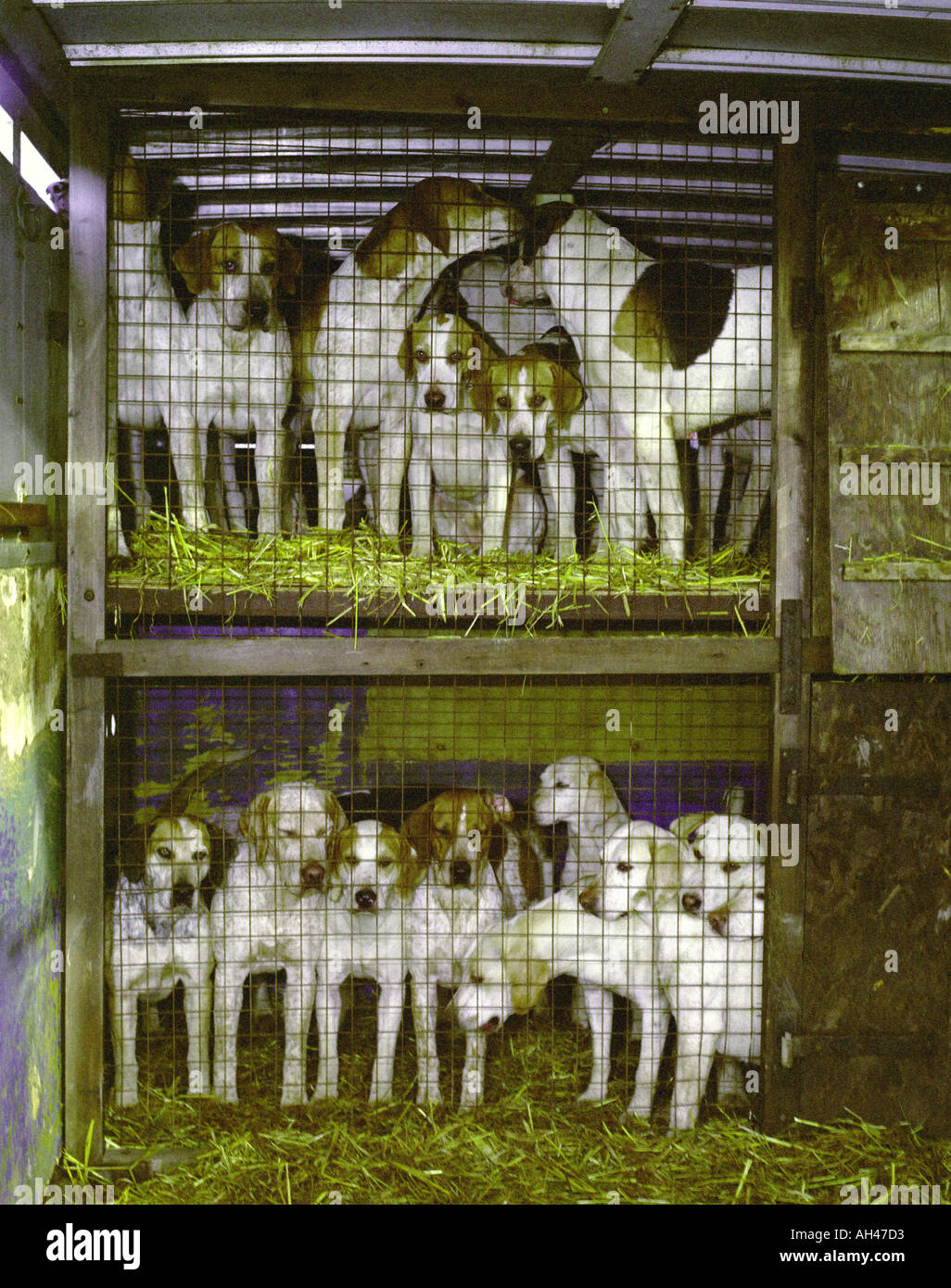 Il Sud Wold Foxhounds di NE Lincolnshire lasciare loro cucce sul modo per un incontro Foto Stock