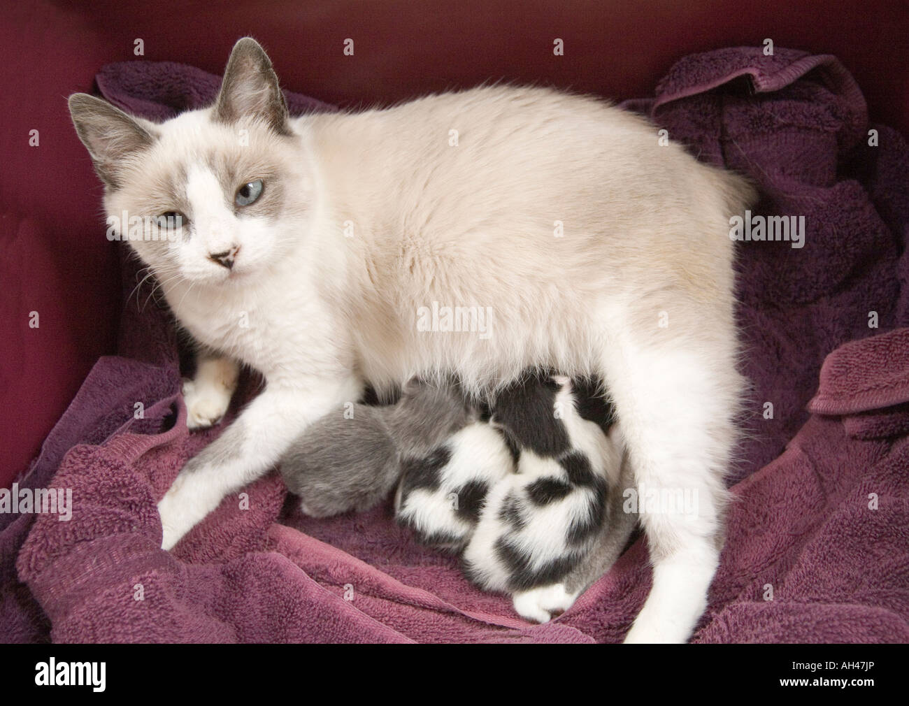 Una madre gatto teneramente infermieri i suoi tre i gattini appena nati. Lei e due dei suoi cuccioli sono Manx, avente senza code. Foto Stock