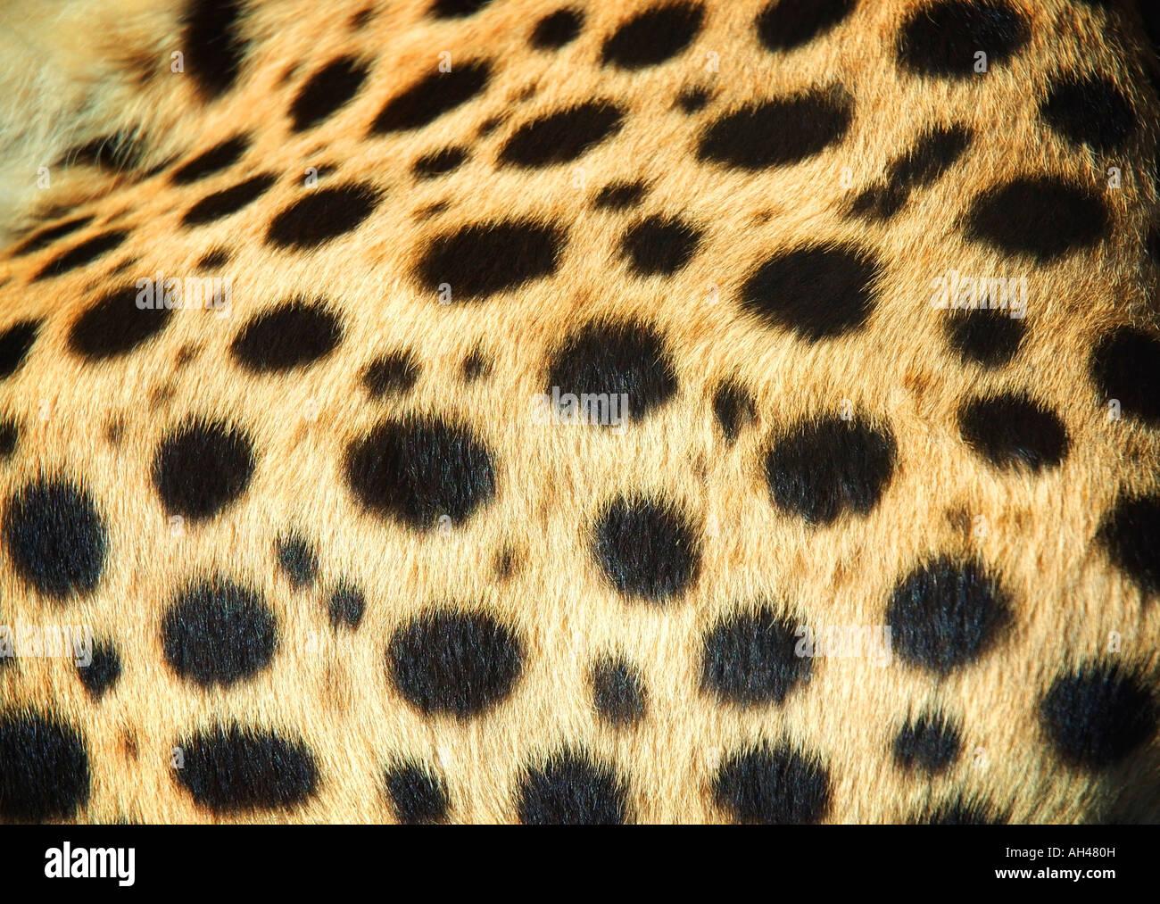 Pelle di Leopard Foto Stock