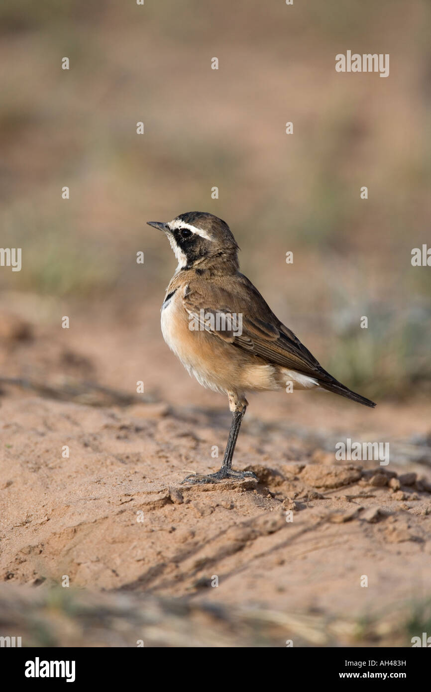 Tappate culbianco Oenanthe pileata capretti Kgalagadi Parco transfrontaliero in Sud Africa Foto Stock