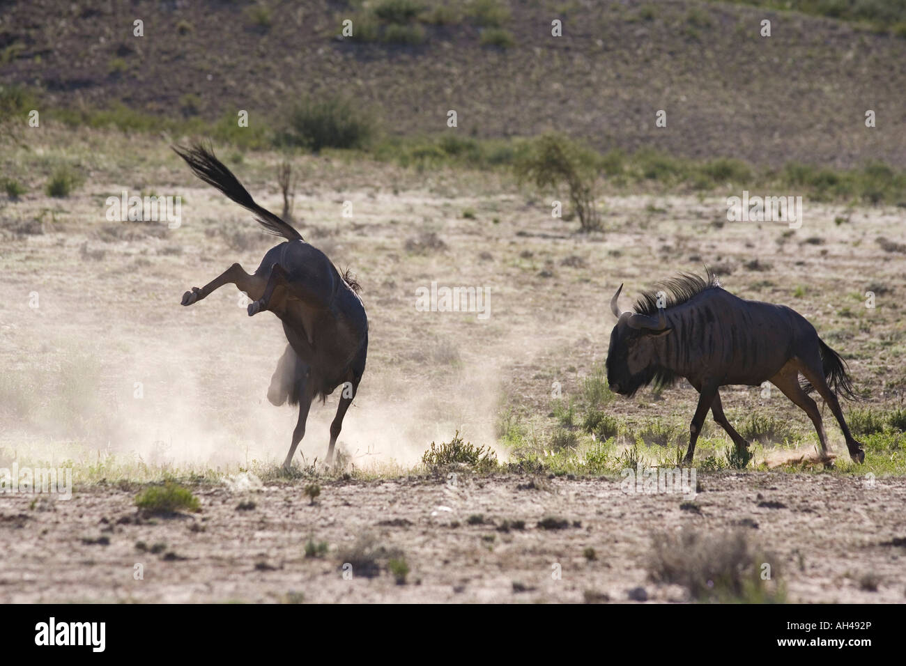 Comune di gnu Connochaetes taurinus Kgalagadi Parco transfrontaliero in Sud Africa Foto Stock