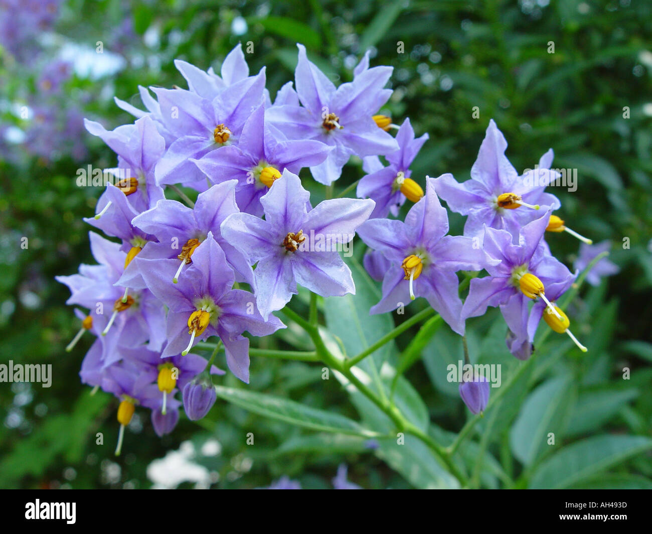 Solanum crispum arrampicata fioritura ornamentali patata Solanaceae Lycianthes syn Foto Stock