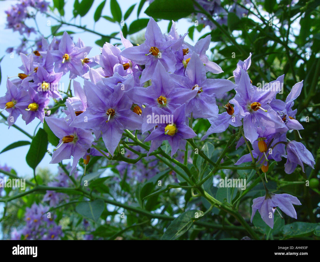 Solanum crispum arrampicata fioritura ornamentali patata Solanaceae Lycianthes syn Foto Stock