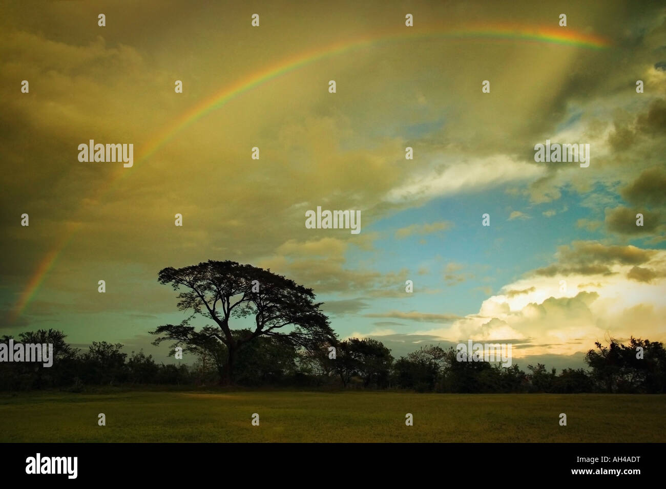 Rainbow su un campo di alberi Foto Stock