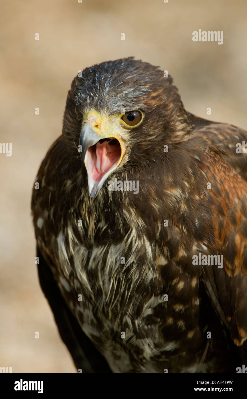 I capretti Harris Hawk Parabuteo unicinctus Foto Stock