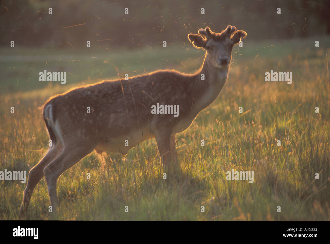 Deer circondato da mosche nella nuova foresta Regno Unito Foto Stock