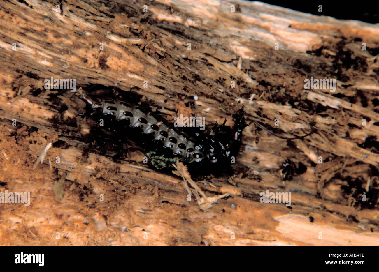 Lava di massa viola beetle (Carabus tendente al violaceo, ordine di Coleoptera) in un registro di marcio. Foto Stock