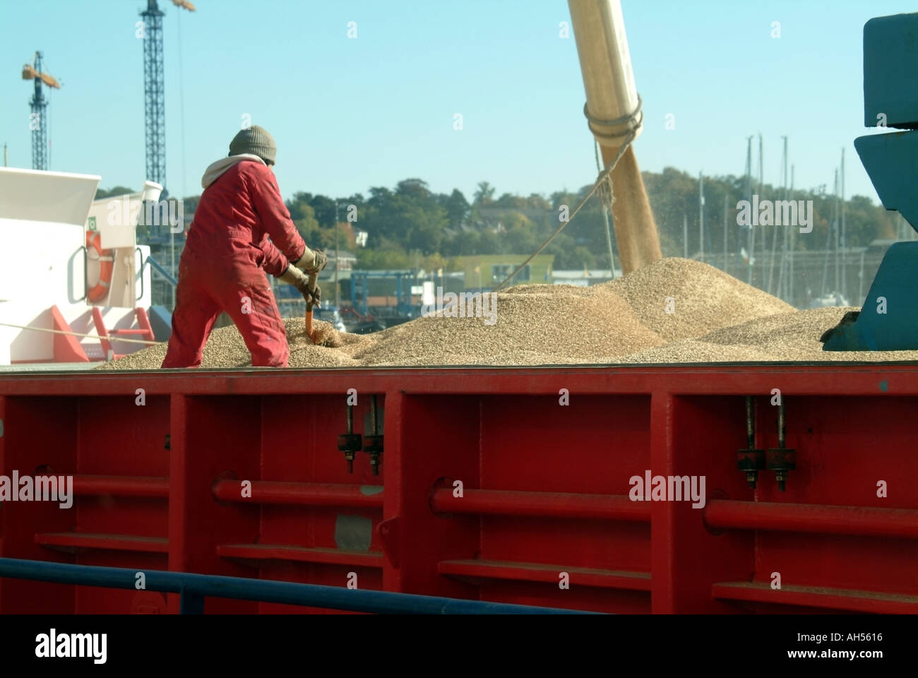 Ipswich attracca il carico del portagomma da un impianto di lavorazione dell'orzo di malto indietro view man shoveling to level load East Anglia Suffolk England UK Foto Stock