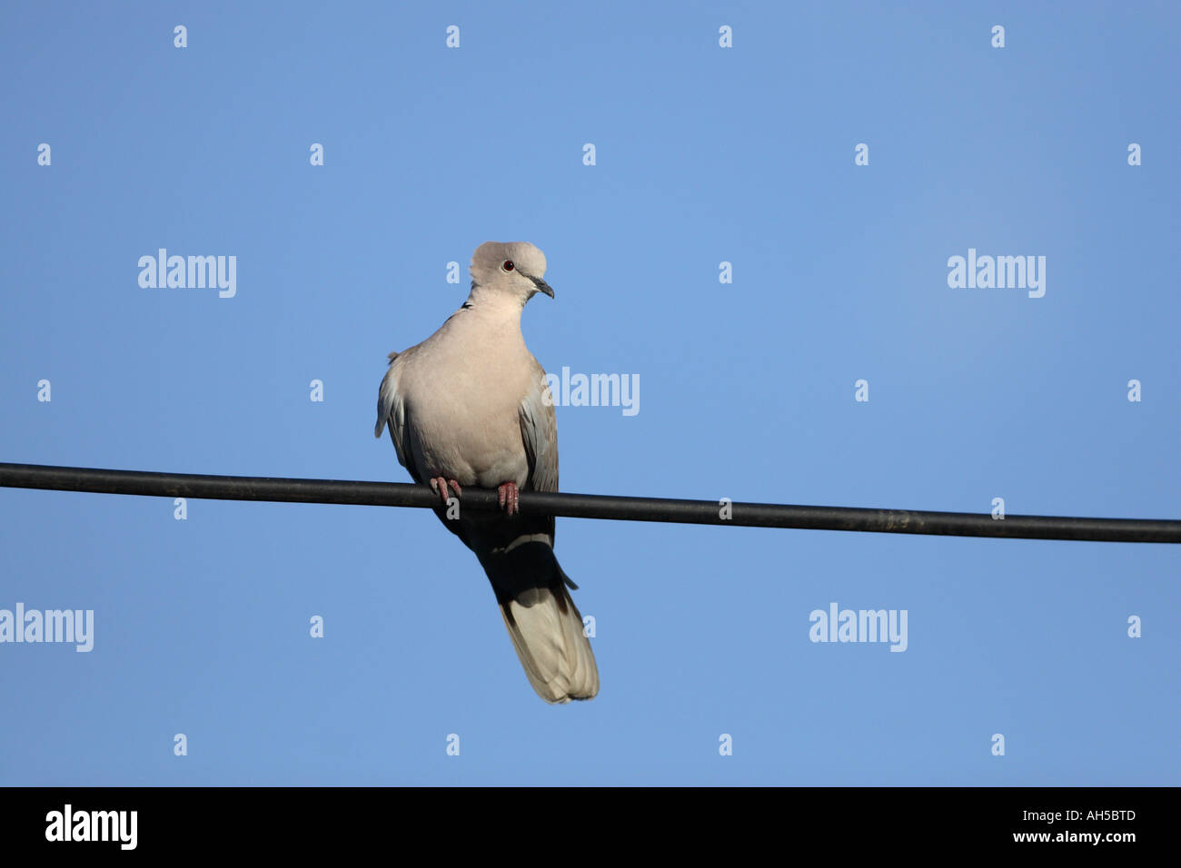 Collard colomba (Eurasian streptope) appollaiato sul cavo elettrico contro il cielo blu Foto Stock