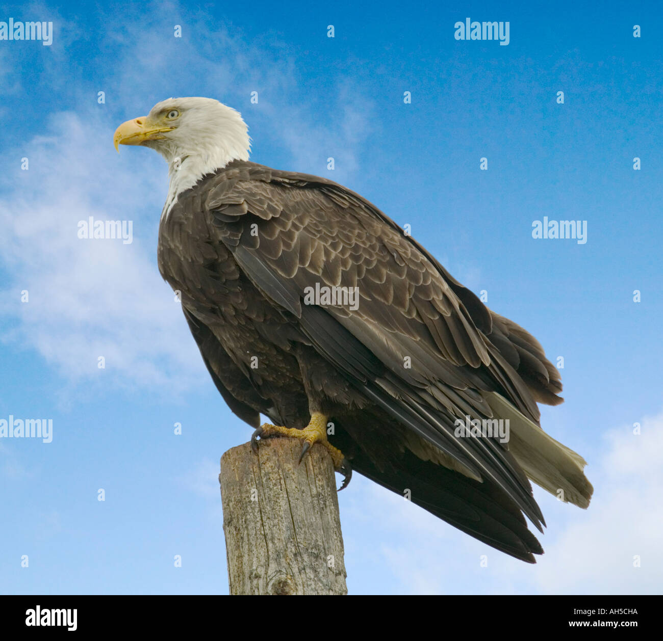 Un aquila calva Heliaeetus leucocephalus su un posto accanto al porto di Omero Penisola di Kenai Alaska USA Foto Stock