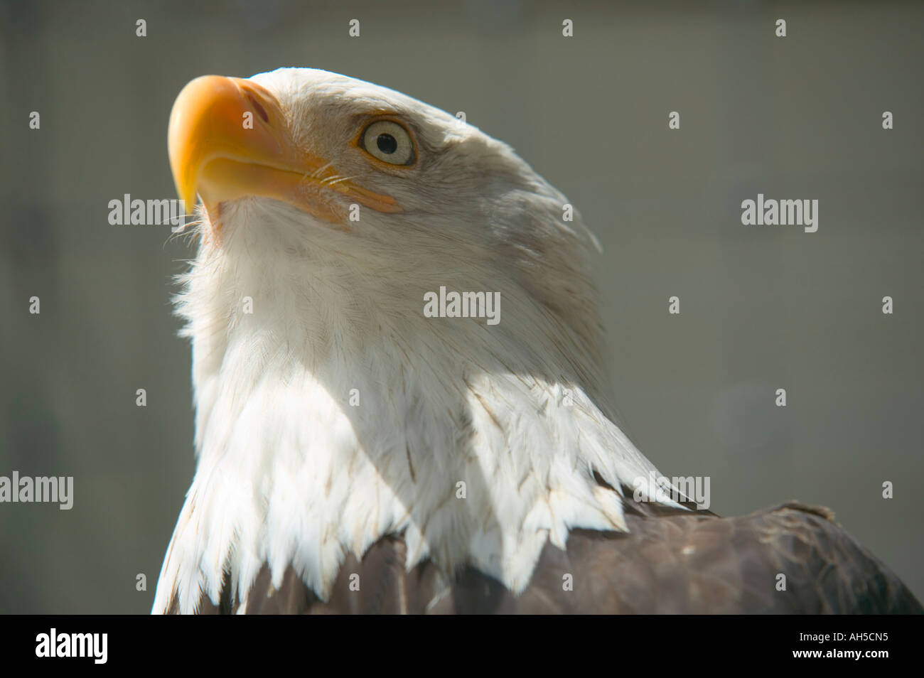 Un aquila calva dietro le sbarre l Alaska Raptor Centre Sitka Alaska USA Foto Stock