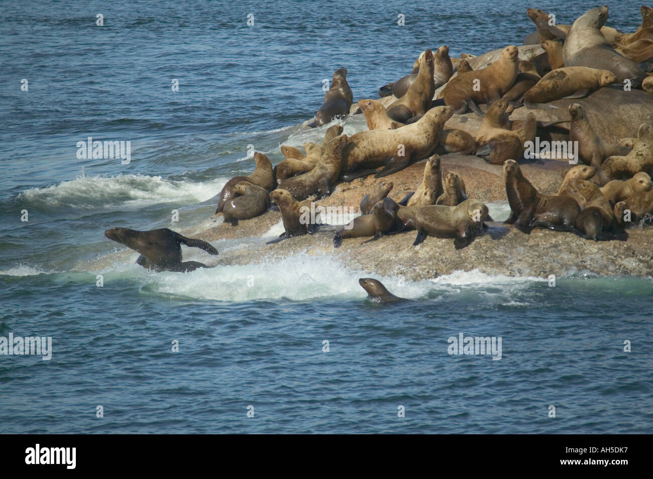 Steller s i leoni di mare Eumetopias jubatus sulle rocce nel Parco Nazionale di Glacier Bay Alaska USA Foto Stock