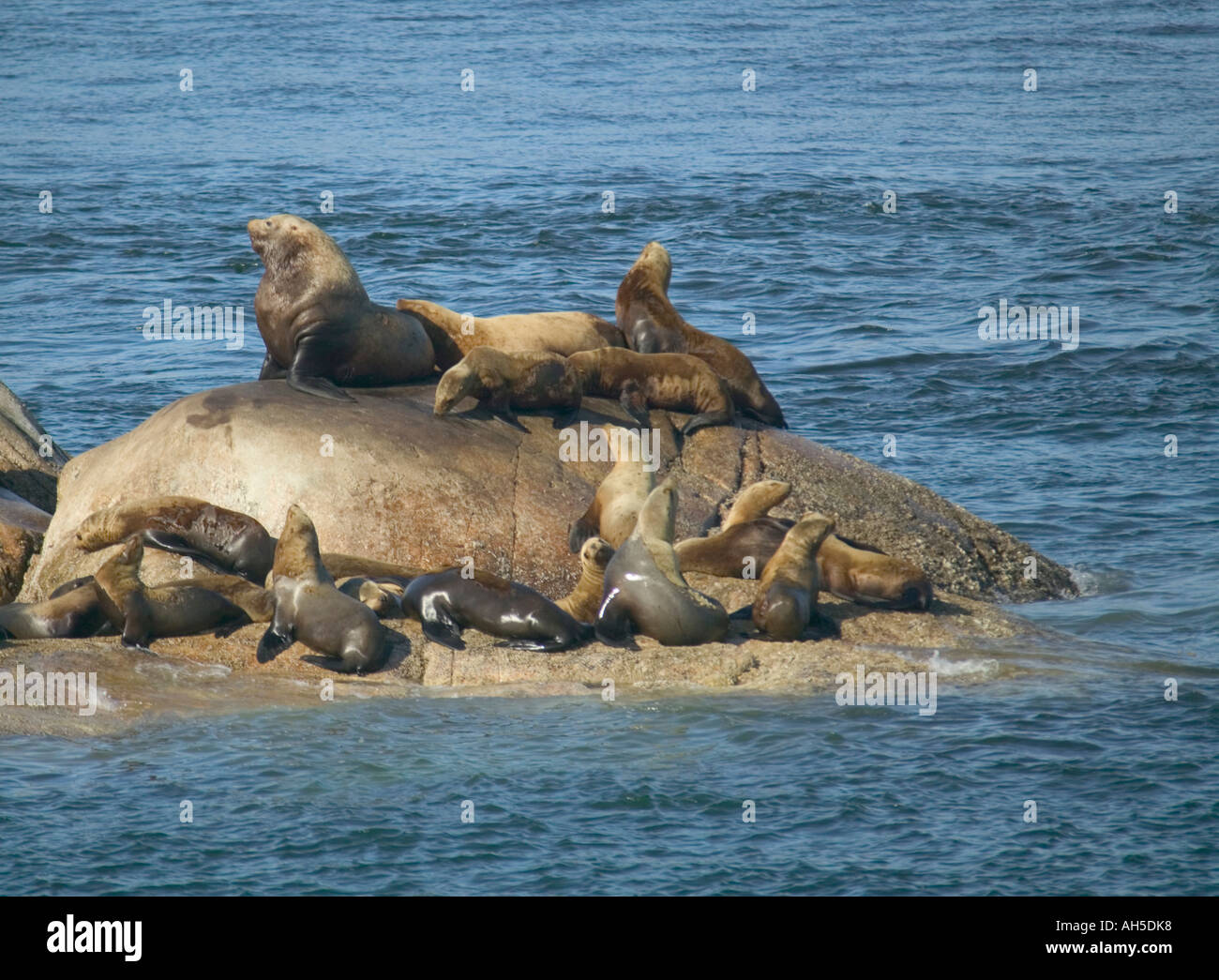 Stellers leoni di mare Eumetopias jubatus sulle rocce nel Parco Nazionale di Glacier Bay Alaska USA Foto Stock