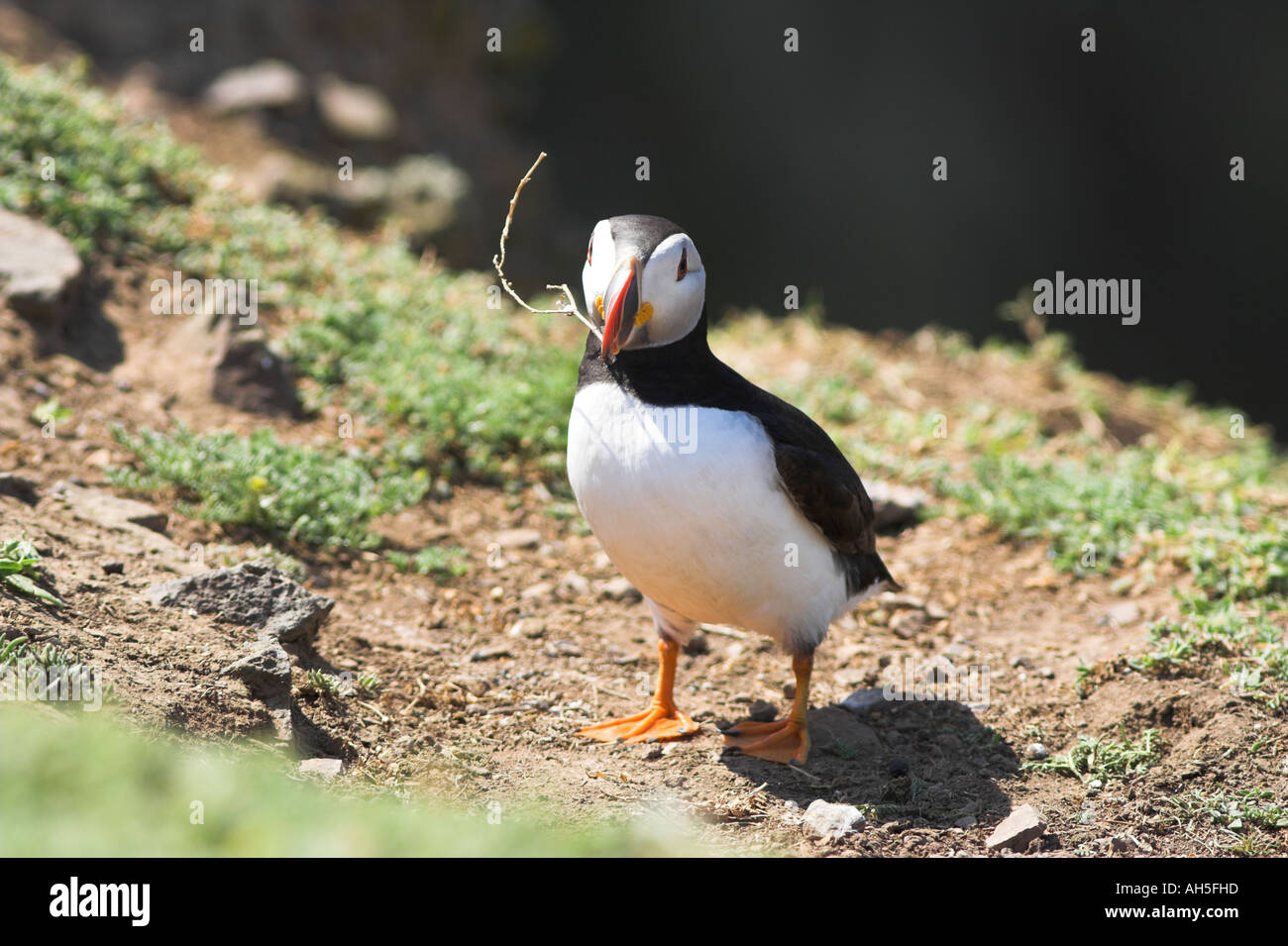 Atlantic puffini, Skomer Island, Regno Unito. Giugno. Estate Foto Stock