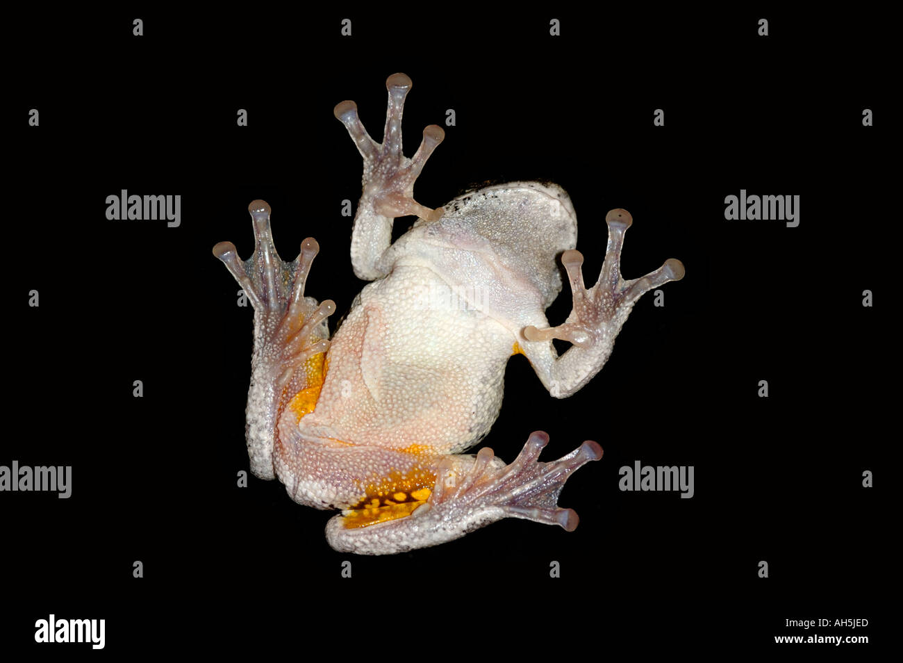 La parte inferiore di un grigio settentrionale Treefrog raganella Hyla versicolor arroccato su una finestra del New Jersey settentrionale Foto Stock