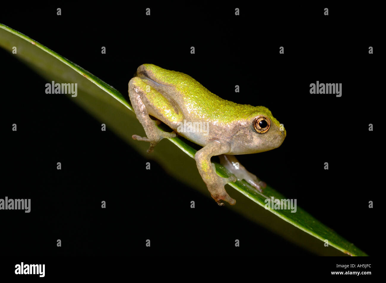 Gray Treefrog raganella Hyla versicolor capretti , nord-est degli Stati Uniti Foto Stock