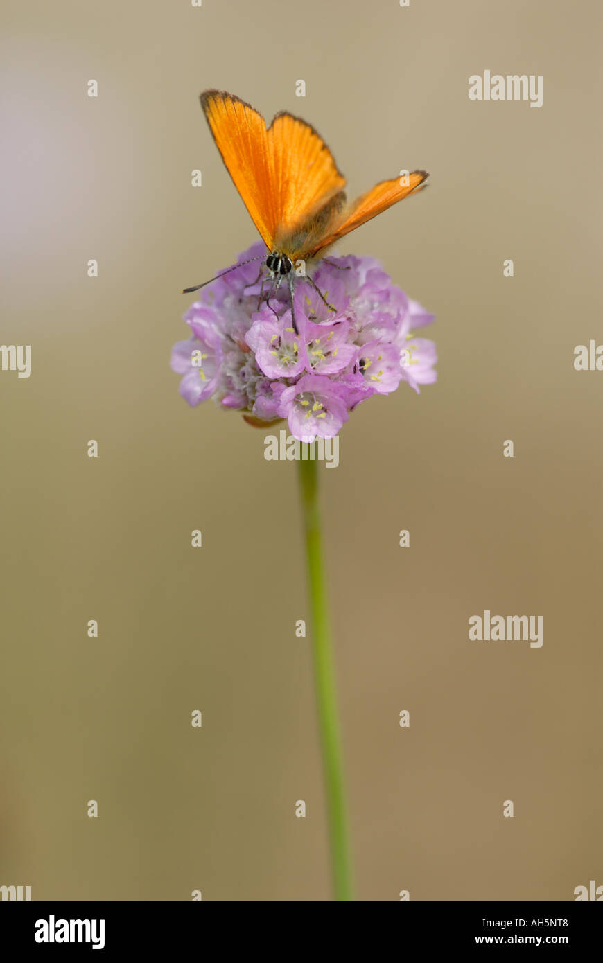 Scarsità di rame (Lycaena virgaureae) su fiori selvaggi. Foto Stock