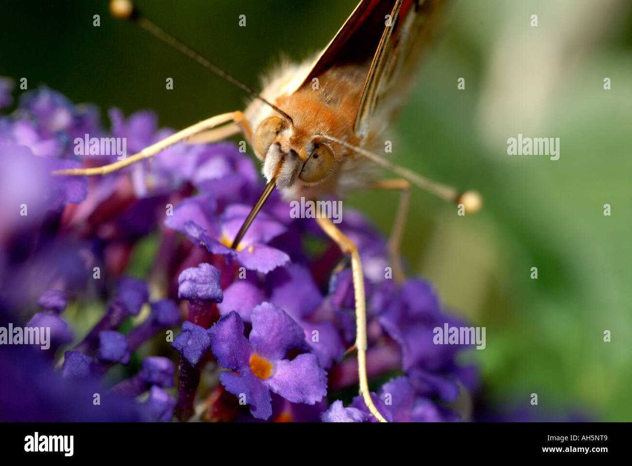 Un dipinto della Madonna (Vanessa cardui) probiscus. Foto Stock