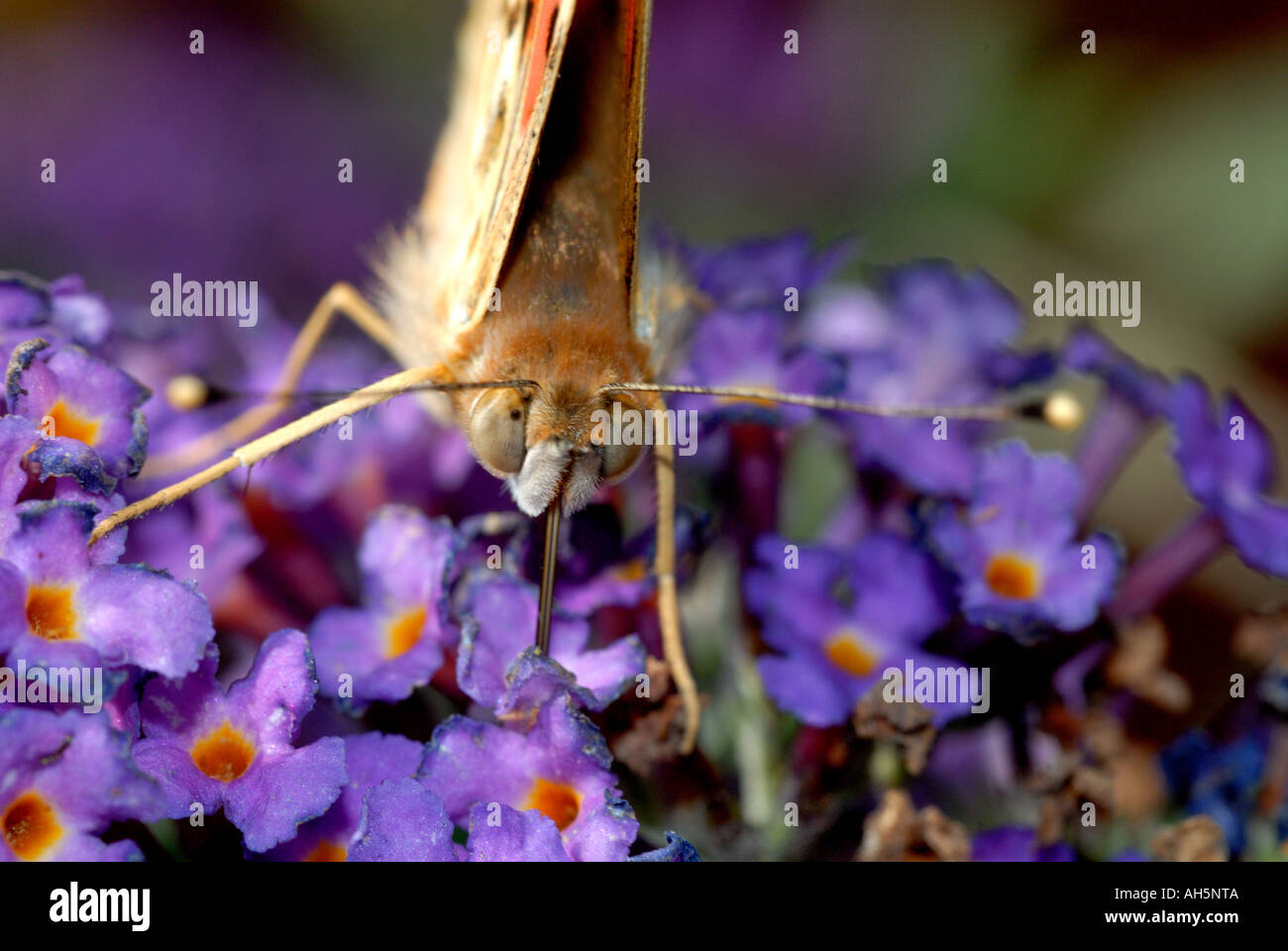 Un dipinto della Madonna (Vanessa cardui) probiscus. Foto Stock