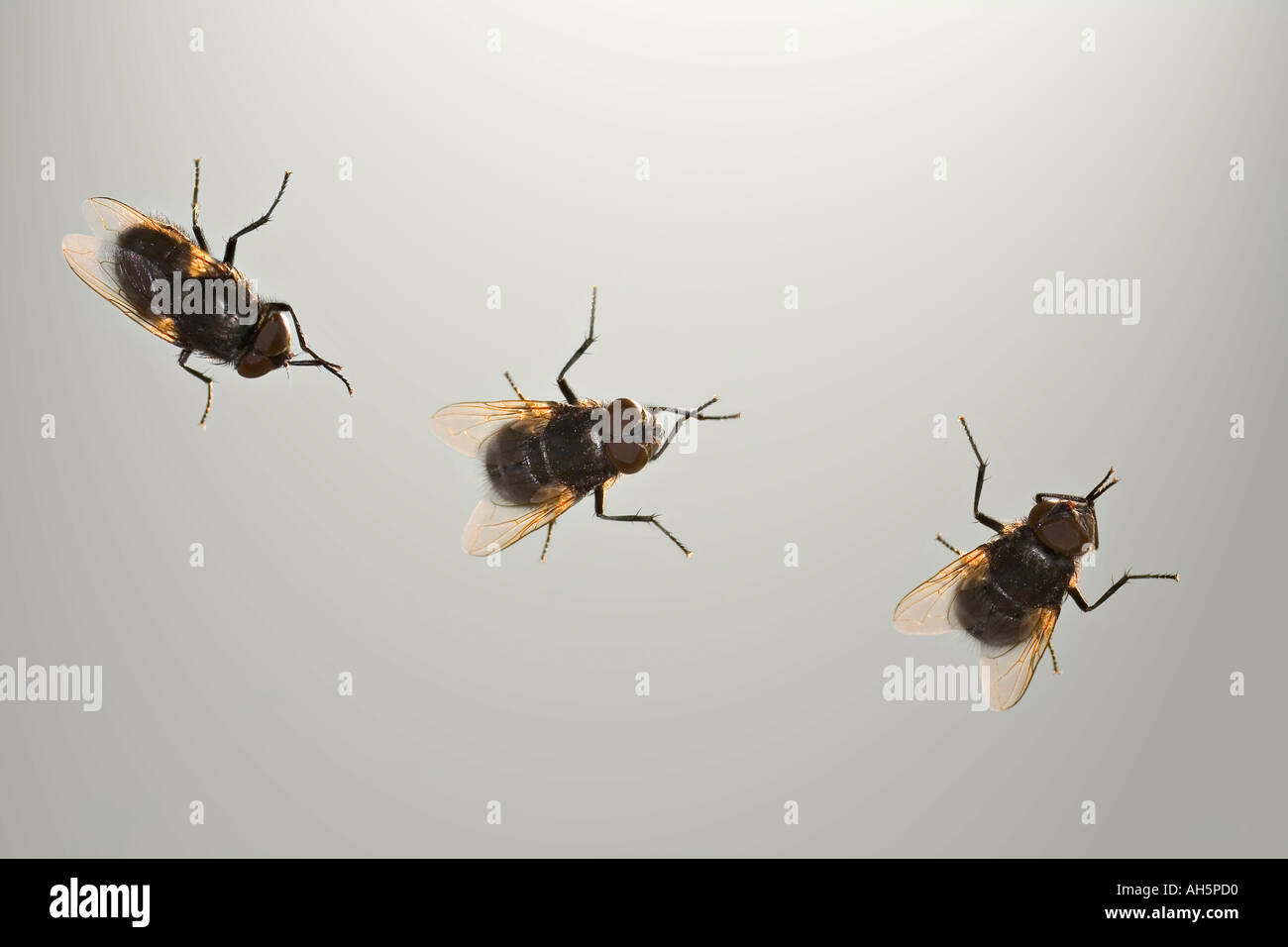 Volare a casa Foto Stock