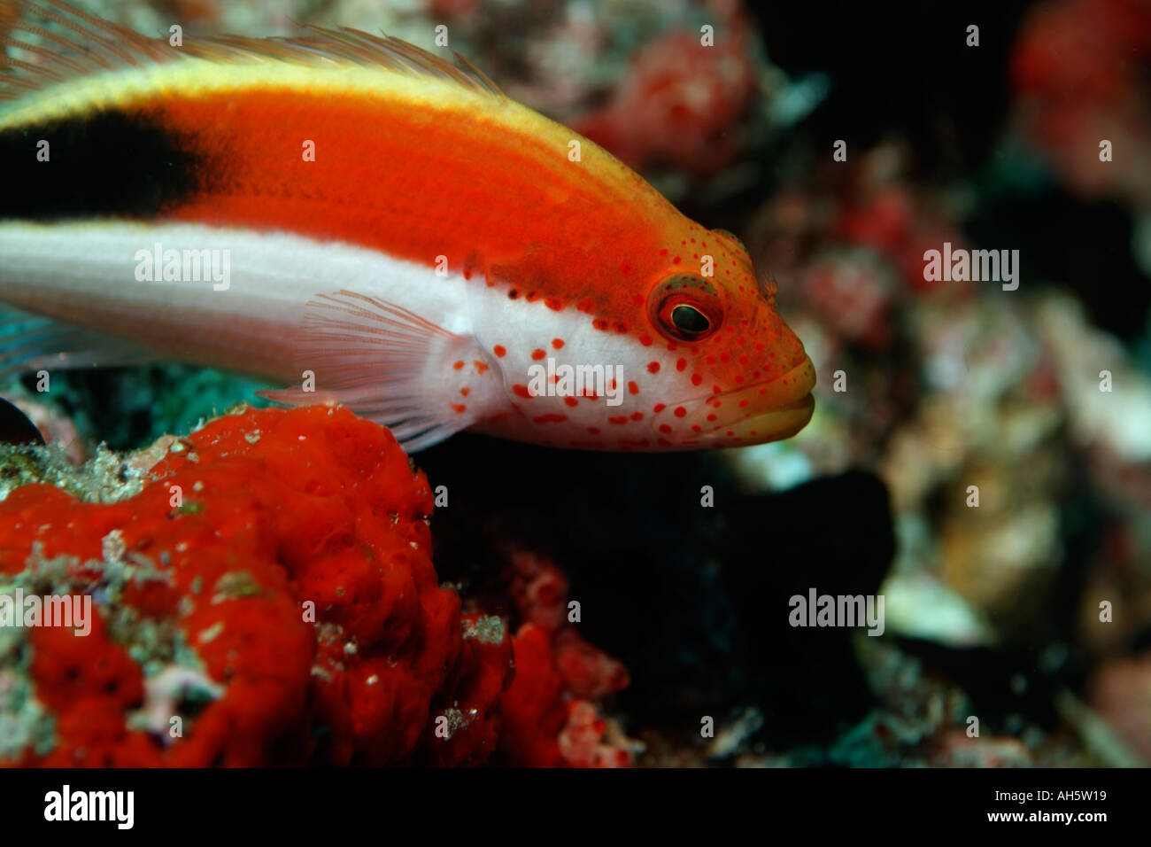 Forster Hawkfish (Paracirrhites forsteri) nuoto intorno a rocce Foto Stock