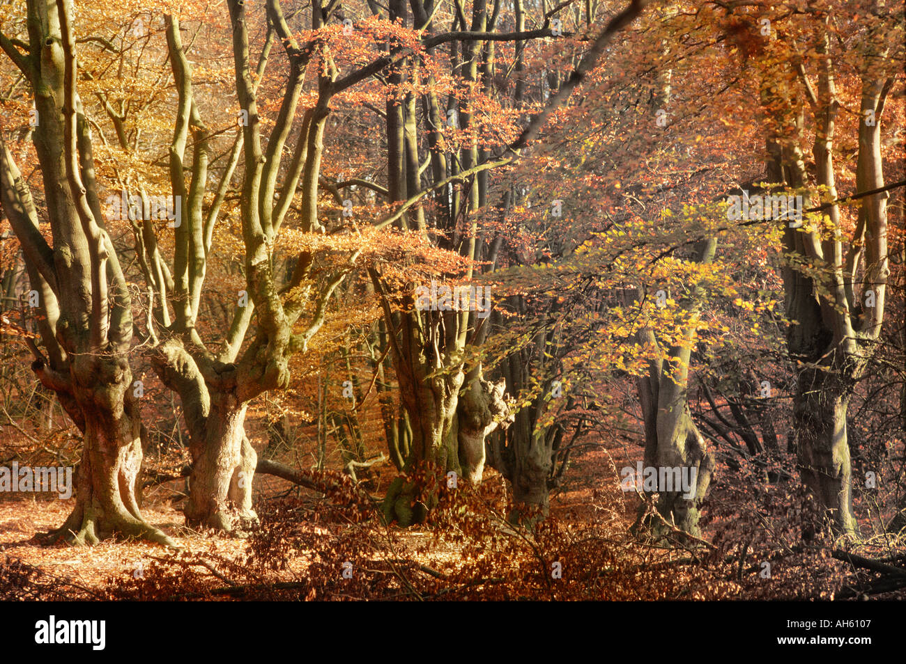 Autunno faggi nella luce del sole nella Foresta di Epping Foto Stock