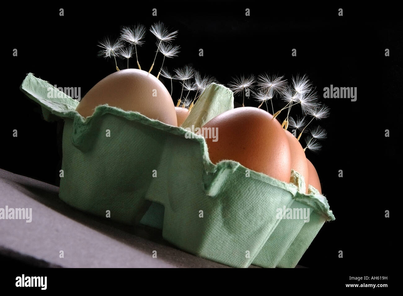 Uova in scatola con semi di tarassaco metafora per gli alimenti geneticamente modificati immagine astratta Foto Stock