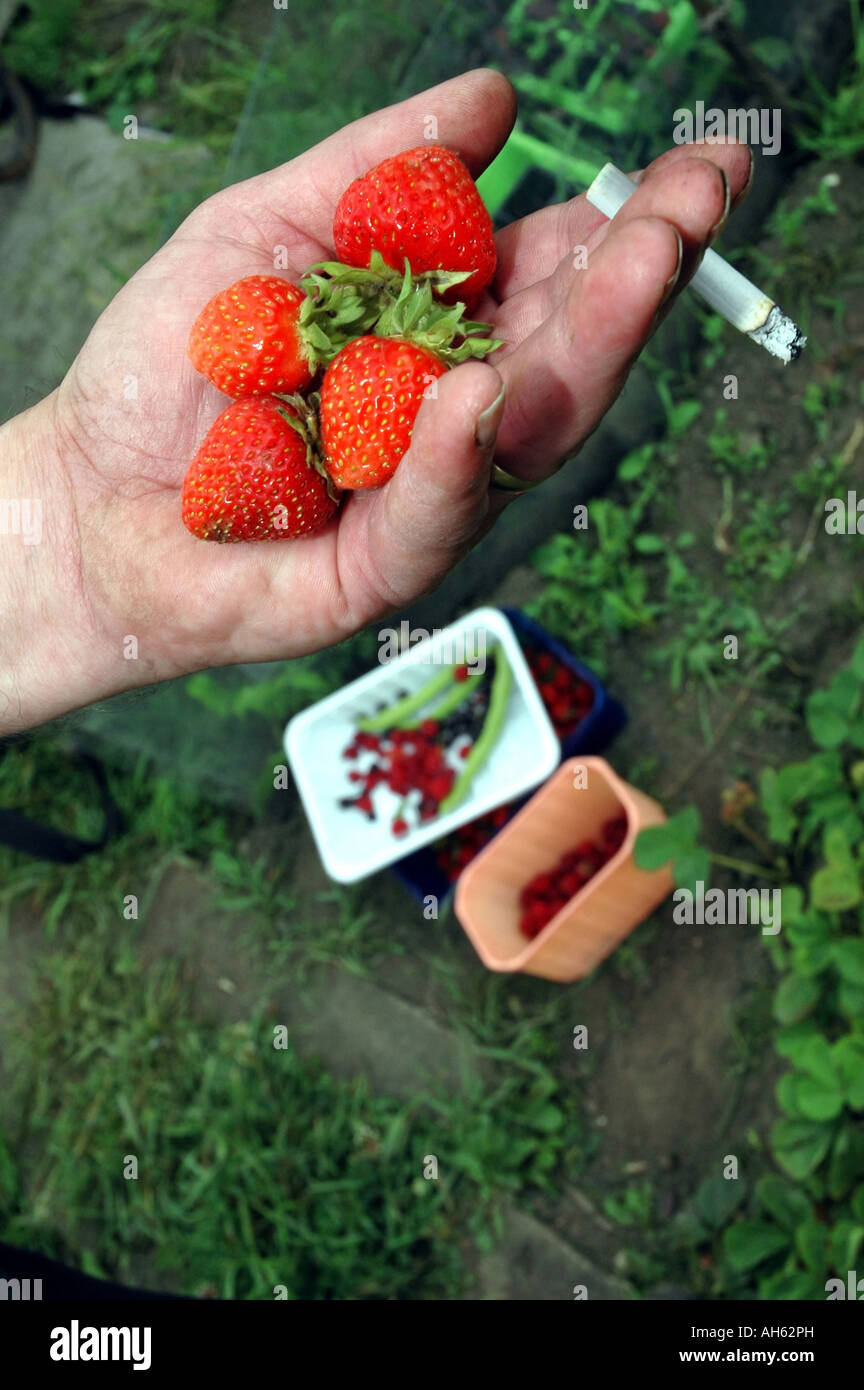 Crescita del vostro proprio le fragole (con la sigaretta) Foto Stock